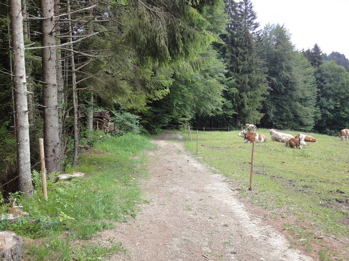 Ammerschlucht 02388.JPG