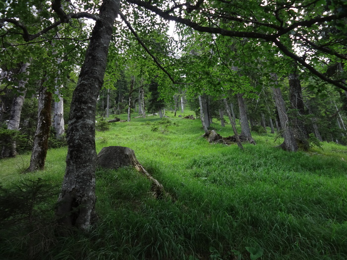 Grasköpfl 08253.JPG