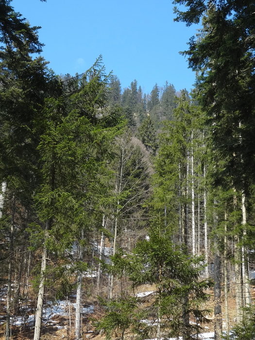 Schafkopf 05352.JPG